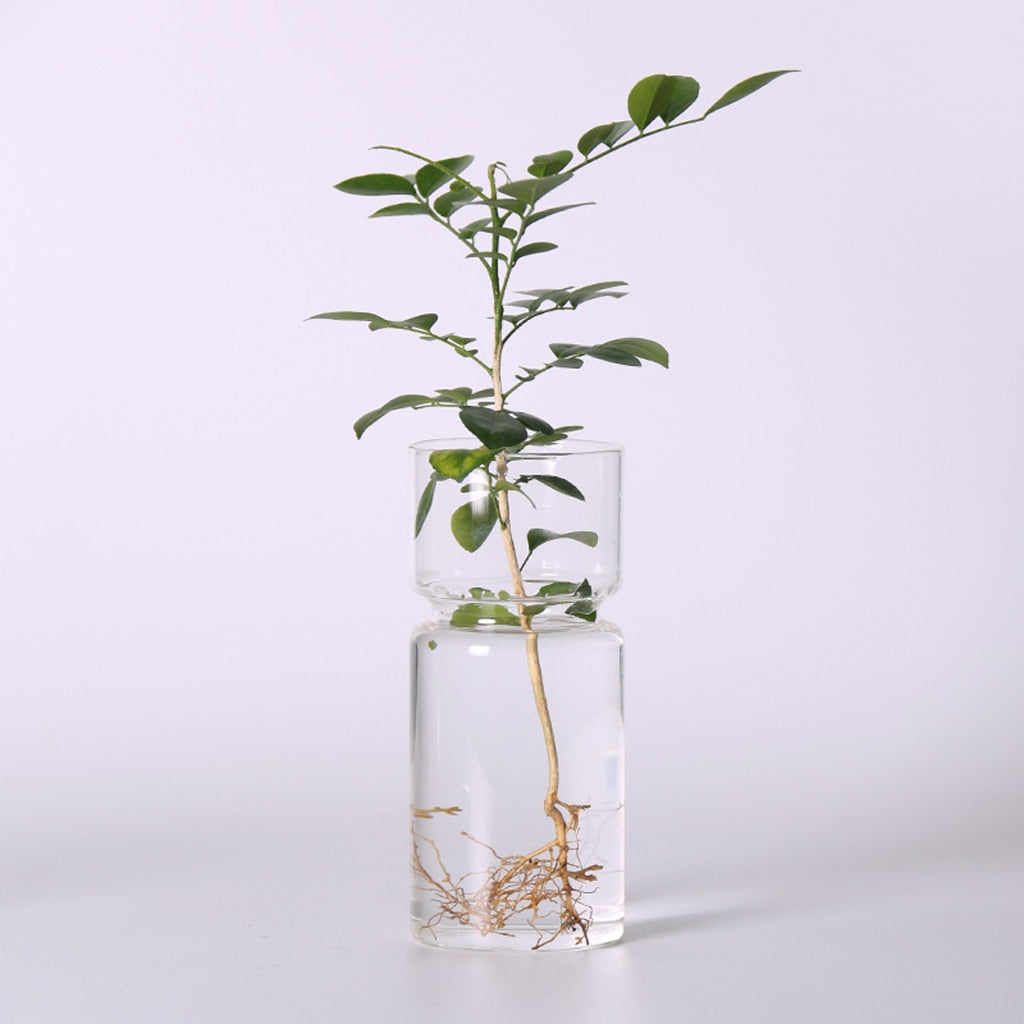 Hyacinth Vase Clear Glass