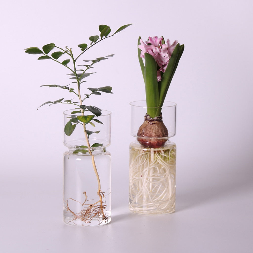 Hyacinth Vase Clear Glass